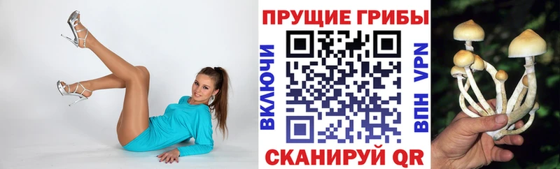Галлюциногенные грибы Psilocybine cubensis Спас-Деменск